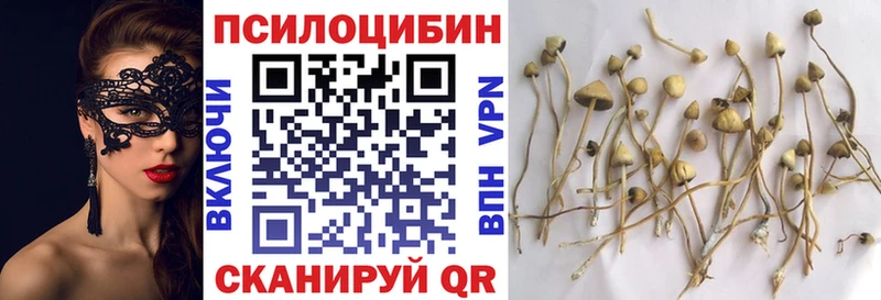 Галлюциногенные грибы Psilocybe  где купить наркотик  Шумиха 